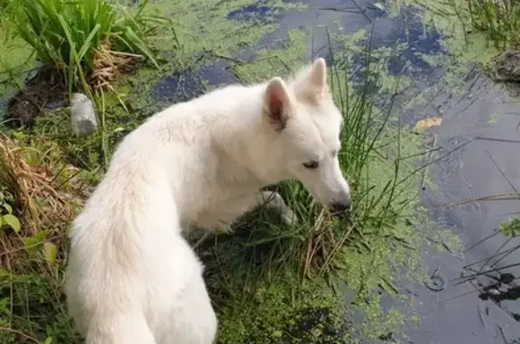Chien perdu , photo : Berger Blanc Perdu à Saint-Germain