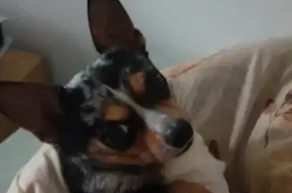 Chien perdu , photo : Chien Tyson perdu près de D935