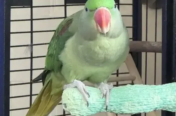 Lost Alexandrine Bird - Green & Red Wings!