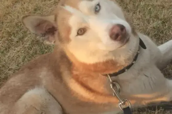 Chien perdu , photo : Husky sénior aveugle perdu