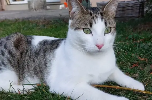 Chat perdu, Saint-Bonnet-en-Champsaur, photo: Chaton perdu à Saint-Bonnet 13/02