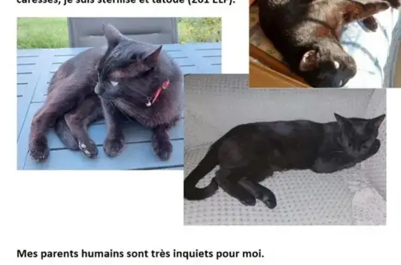 Chat perdu, Montferrier-sur-Lez, photo: Chat noir tatoué perdu - Montferrier