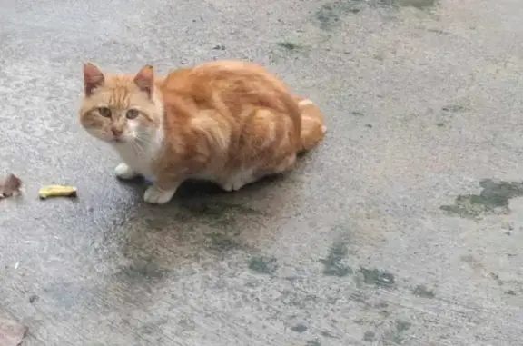 Chat roux perdu et craintif à Ville-ès - photo