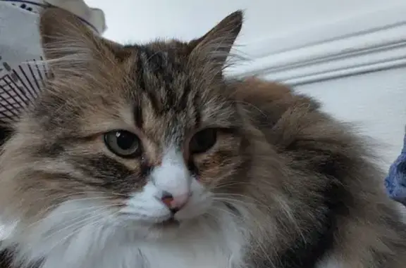 Animaux perdus Flers, photo: Chatte tigrée perdue à Flers