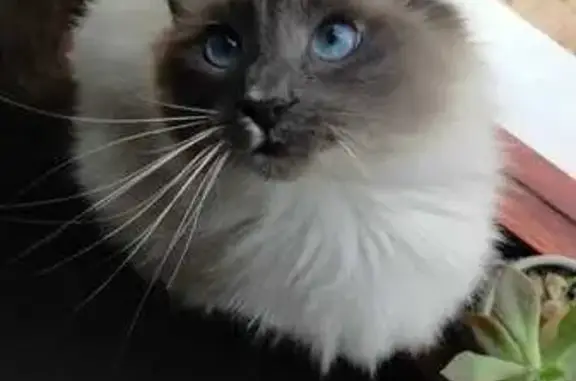 Lost Cat in Mayfair Close, Durbanville!