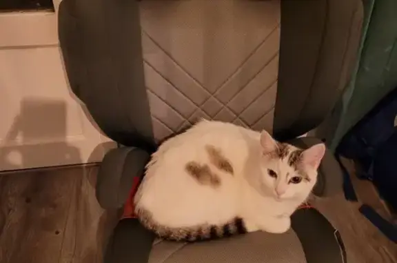 Chat perdu, Chassieu, photo: Chatte blanche tigrée perdue