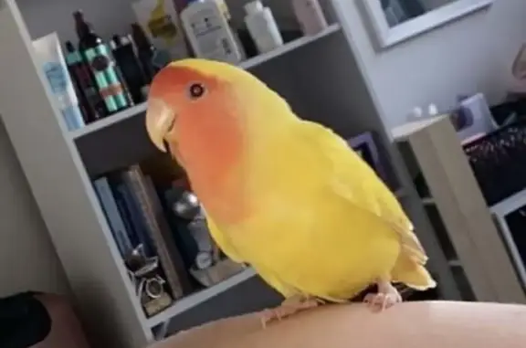 Lost Yellow Lovebird - Mill Park Dr. #116