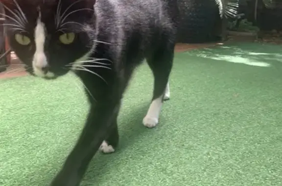 Chat perdu, Puteaux, photo: Aiko, chatte perdue à Puteaux