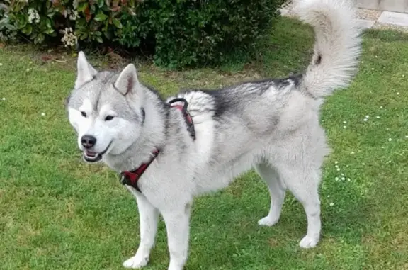 Animaux perdus Nouvelle-Aquitaine, photo: Husky perdu près du collège