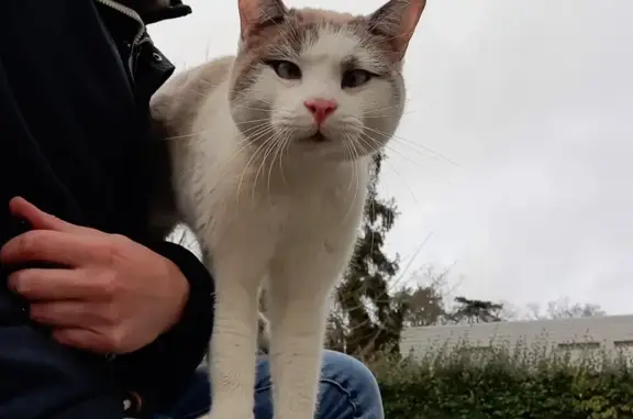 Chat sociable trouvé à Saint-Herblain - photo