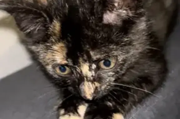 Chat perdu, Rodez, photo: Chaton écaille perdu à Rodez