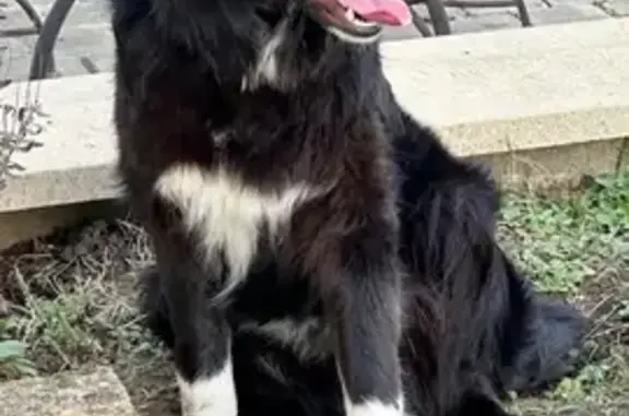 Chien jeune trouvé à Bellegarde - photo
