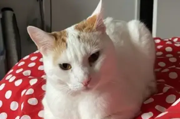 Animaux perdus Moissy-Cramayel, photo: Chat blanc/marron perdu à Moissy
