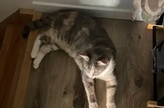Animaux perdus La Courneuve, photo: Chat Gris-Rose Perdu, La Courneuve