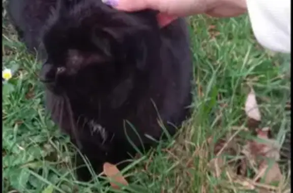 Chat sociable unijambiste trouvé - photo