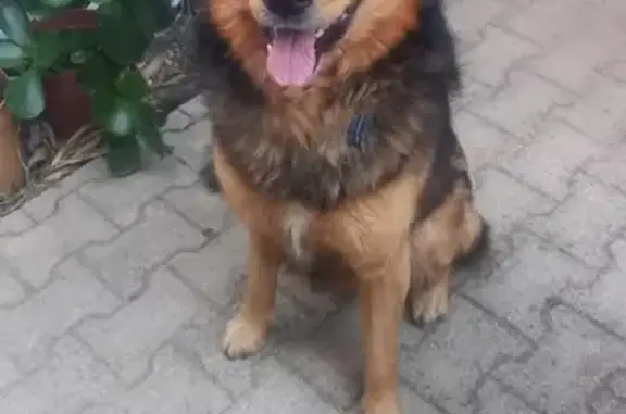 Chien fauve trouvé près de Lidl - photo