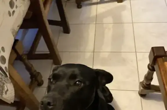 Chienne noire maigre trouvée - photo
