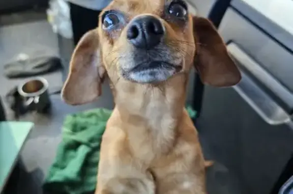 Chien perdu sur D6113 sauvé - photo