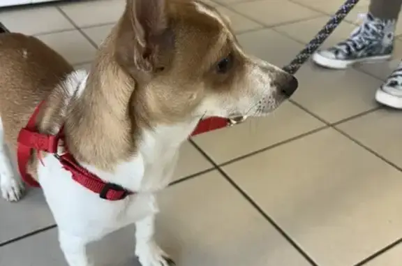 Chiot perdu à Limoges retrouvé - photo