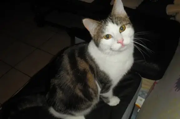 Chat perdu, , photo: Chat européen pucé disparu à Tessy