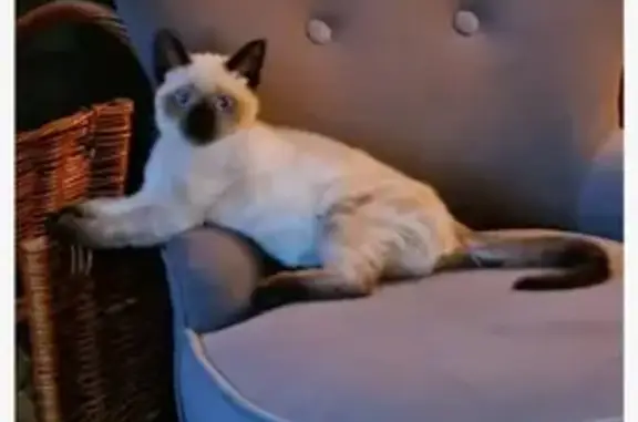 Animaux perdus La Ferté-Saint-Aubin, photo: Chaton perdu: 5 mois, pucée, malade