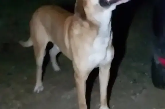 Animaux trouvés Dammarie-les-Lys, photo: Chien mâle sable trouvé, pucé