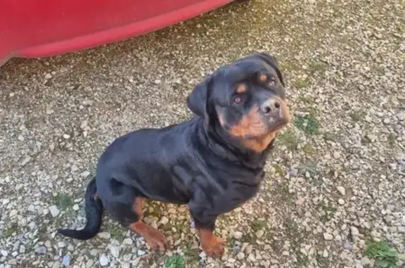 Chien rottweiler perdu à Assieu - photo
