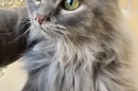 Chat câlin trouvé à Molières - photo