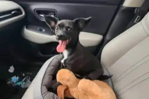 Lost Chihuahua in New Orleans: Help Find Dakota!