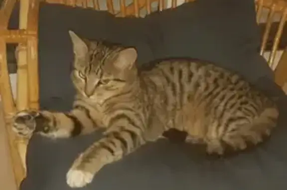 Animaux perdus Domagné, photo: Chatte Moon perdue à Domagné