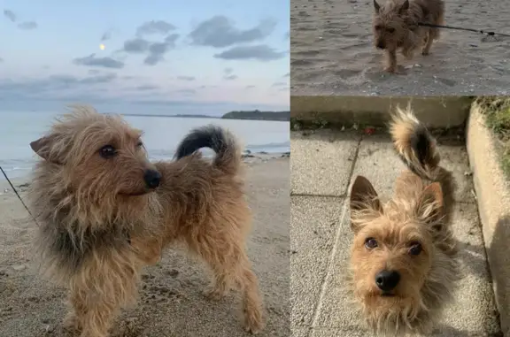 Chien perdu Betton, photo : Perdu: Chien caramel, Betton