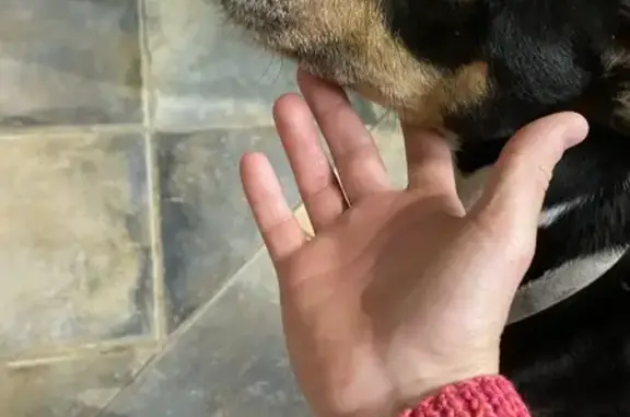 Chien perdu retrouvé à Gigean - photo