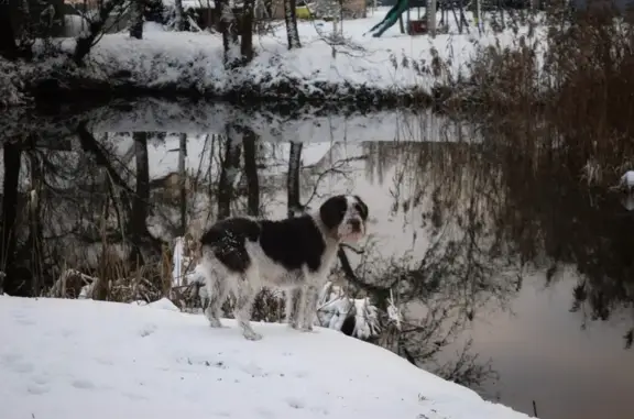 Chien perdu Bouzy-la-Forêt, photo : Chienne Korthal perdue à Bouzy
