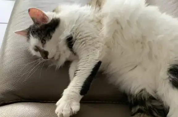 Chat poilu trouvé à Sainte-Adresse - photo