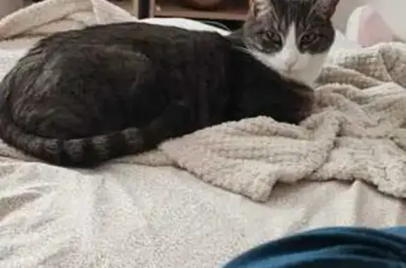Animaux perdus Challans, photo: Chat gris-blanc perdu à Challans