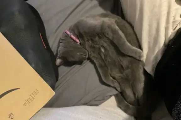 Chat perdu, , photo: Avis de recherche: Bulma, chat gris