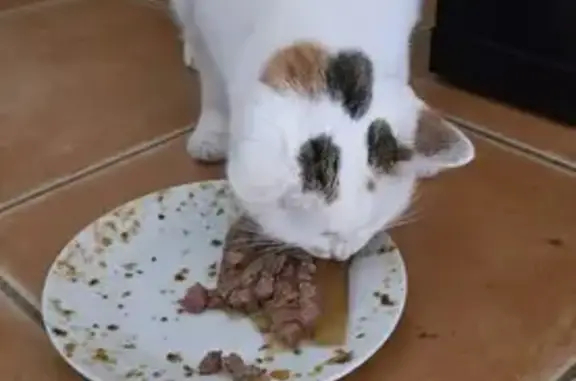 Chat blanc tacheté retrouvé à Frouzins - photo