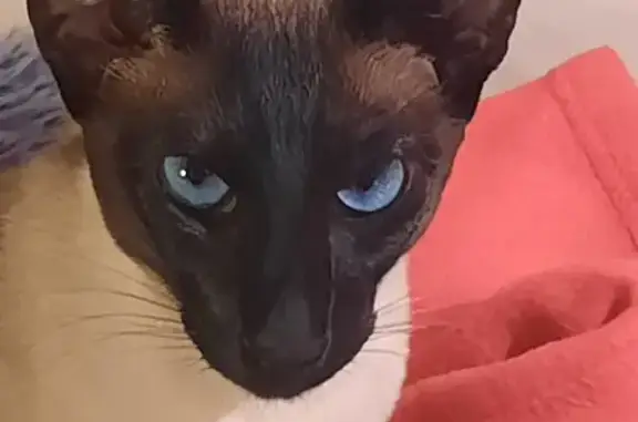 Lost Siamese Cat near Ryrie Park - Help!
