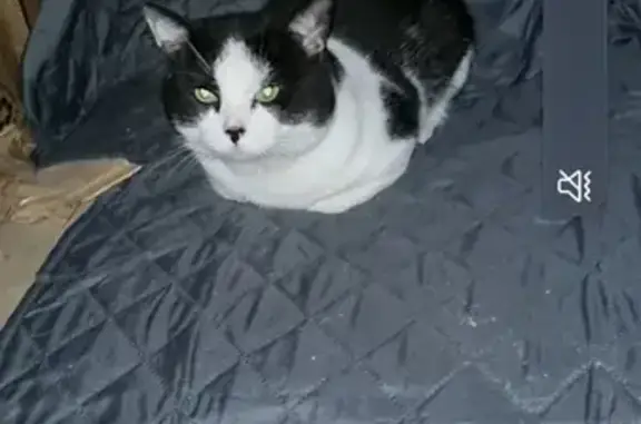 Chat trempé trouvé à Nilvange - photo