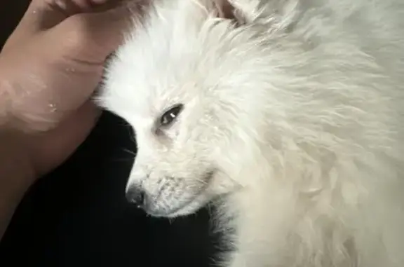 Lost Puppy Alert: White Japanese Spitz!