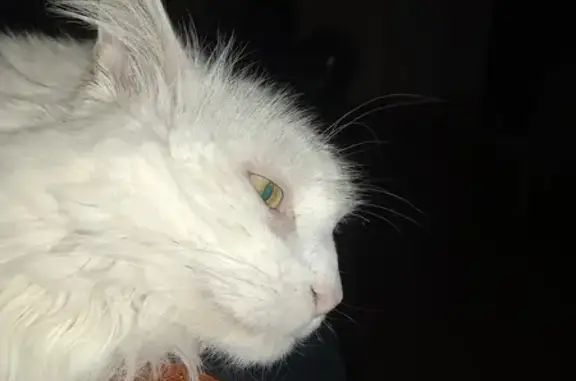 Animaux perdus Vence, photo: Chat blanc/noir perdu à Vence