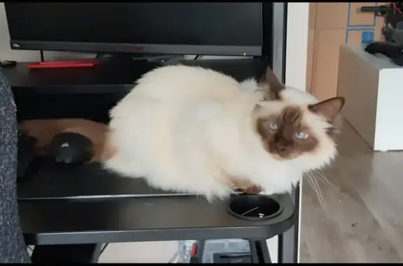 Animaux perdus Courlon-sur-Yonne, photo: Chat sacré de Birmanie perdu