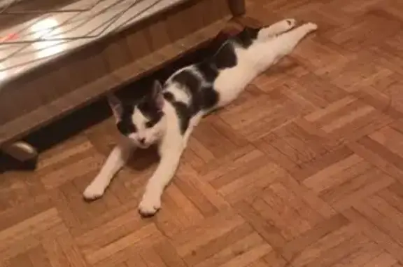 Chat perdu, Boulogne-sur-Mer, photo: Chatte Tara perdue à Boulogne