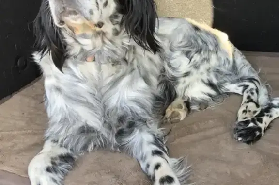 Chien perdu , photo : Chienne perdue près de Bauduen