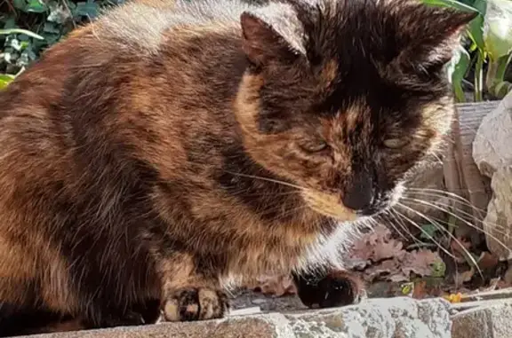 Animaux trouvés Saint-Paul-de-Vence, photo: Chaton écaille trouvé affamé