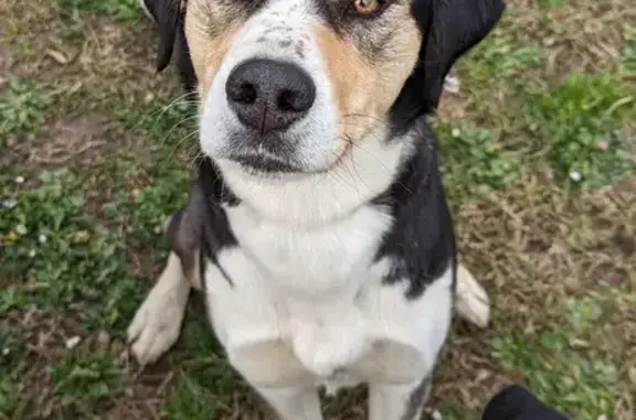Chien trouvé , photo: Chien Husky/Beagle trouvé à Laroin