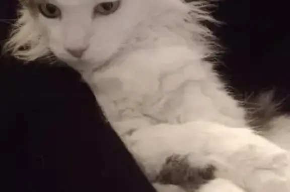 Animaux perdus Vence, photo: Chat perdu à Vence, Ave des Pins