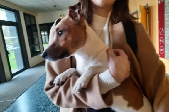 Chiot Jack Russell trouvé à Poitiers - photo