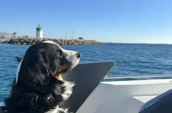 Animaux perdus Nice, photo: Chien Roméo disparu à Nice