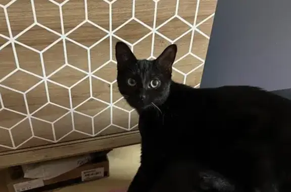 Animaux perdus Le Quesnoy, photo: Chat noir perdu au Quesnoy